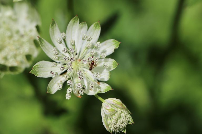 locotenent major